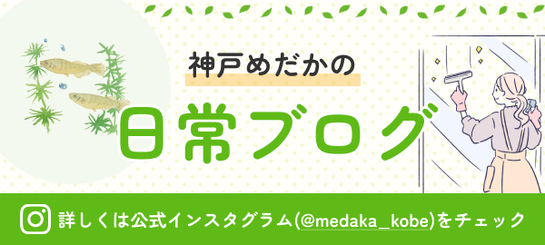 神戸めだか公式インスタグラムで日常ブログを発信中