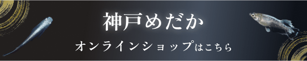 神戸めだかオンラインショップ